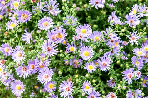 The aster. Things To Know About The aster. 